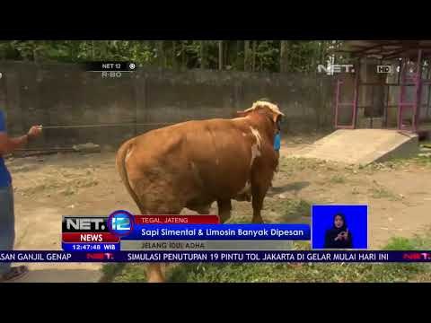 Sapi Simental & Limosin Banyak Dipesan Jelang Idul Adha-NET12