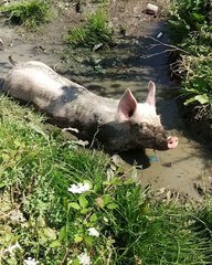 Pllaquritja e derrave në Tepelenë - ALPENews.al - "Summer 2018"