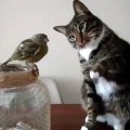 Kitty being very careful as he pets the birdie