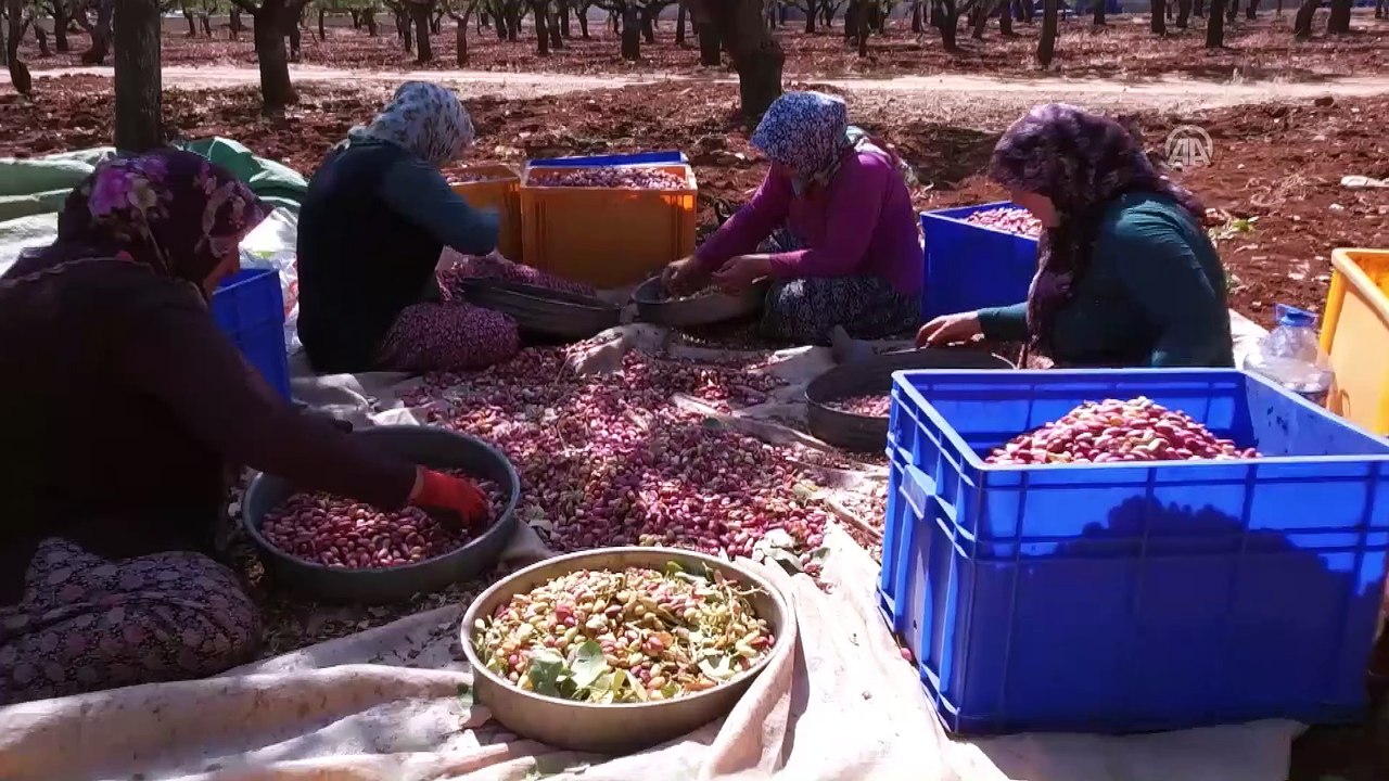 Türkiye ile İran Antep fıstığı için ortak proje üretecek - GAZİANTEP