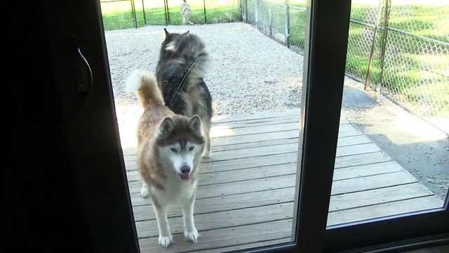 Husky refuses to go outside, throws temper tantrum