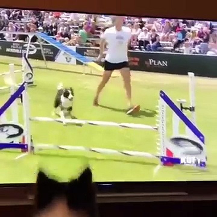 Dog watching herself win the 2017 Purina Pro challenge