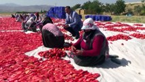 Tonlarca domates, kurutulup dünyaya satılıyor