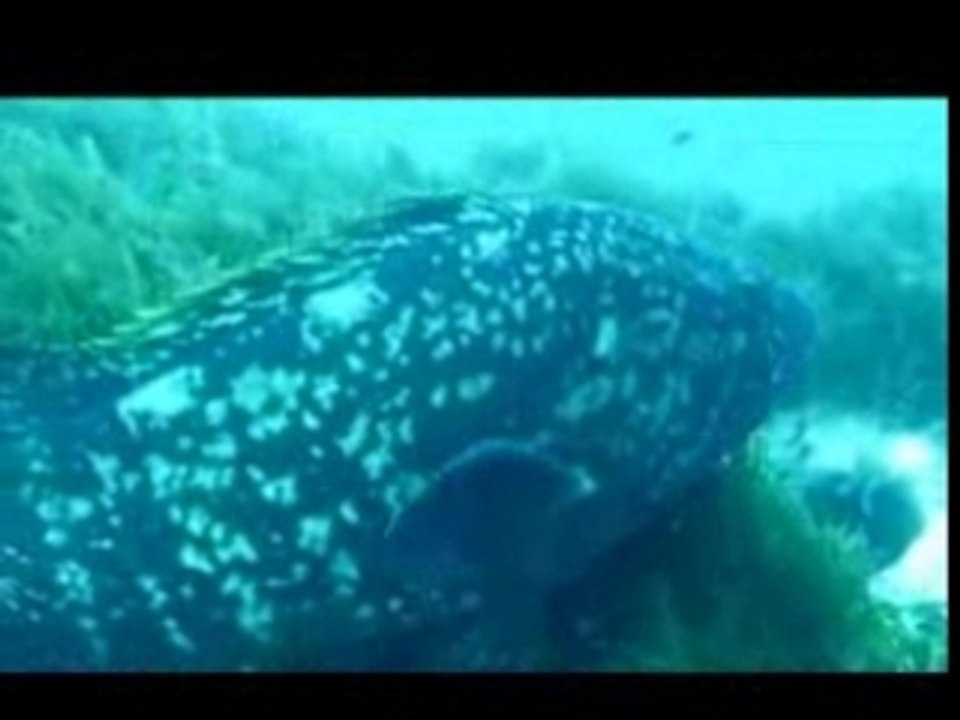 EL BAJO DE DENTRO - CABO DE PALOS