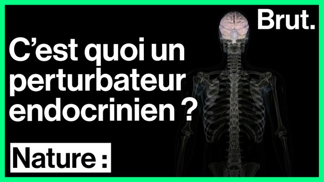 C'est quoi un perturbateur endocrinien ?