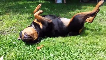 Top 10 Funniest Dog Breed 2018 | Funny Pet Videos