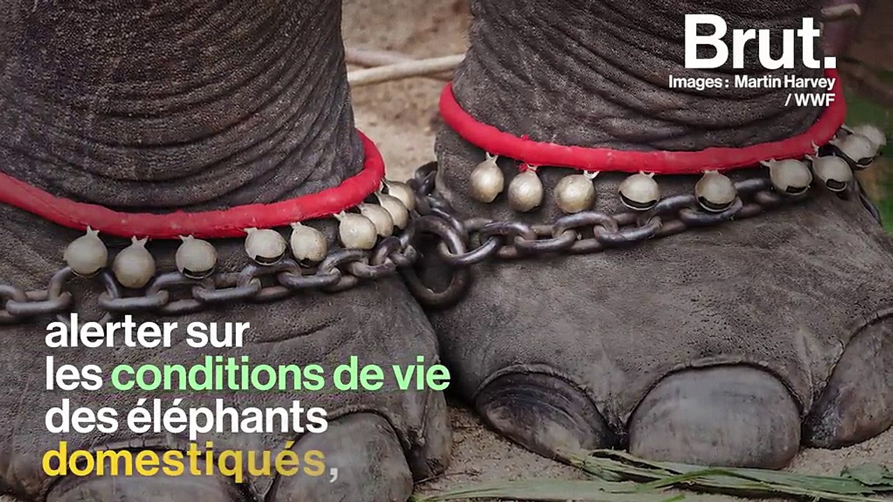 "Un éléphant dressé est toujours un éléphant maltraité" : le calvaire des éléphants dressés pour les touristes