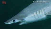 The World’s First Known Omnivorous Shark Munches On Seagrass