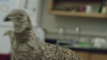 The Taxidermy Bird That Scientists Turned Into a Robot