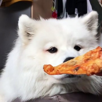 Faire manger des brocolis à un chien