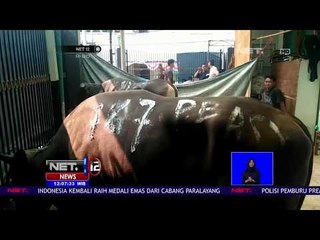 Hendak Disembelih Sapi Qurban Mendadak Mati-NET12