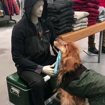 Un chien veut se faire caresser par un mannequin
