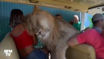 Dans ce zoo de Crimée, ce lion aime beaucoup les caresses...