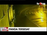 Panda Raksasa Tersesat di Jalan Raya Terekam CCTV