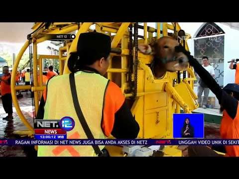 Inovasi Alat Perebah Sapi Masa Kini-NET12