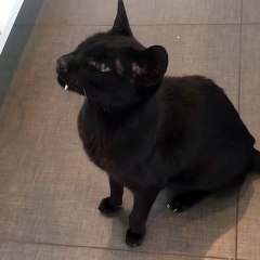 Un chat étrange qui ressemble à des vampires !