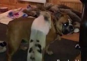 Bulldog Is Not Impressed With New Mini-Pig Housemate