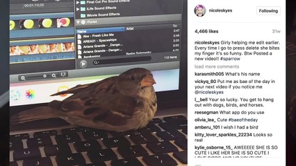 ( WHAT HAPPENDED TO MY BIRD WHERE IS MY RESCUED SPARROW