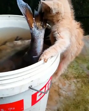 Никогда не сдавайся