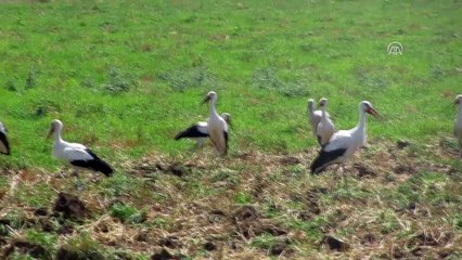 Afyonkarahisar’da leylekler göçe hazırlanıyor
