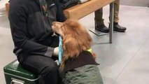 Un chien veut se faire caresser par un mannequin