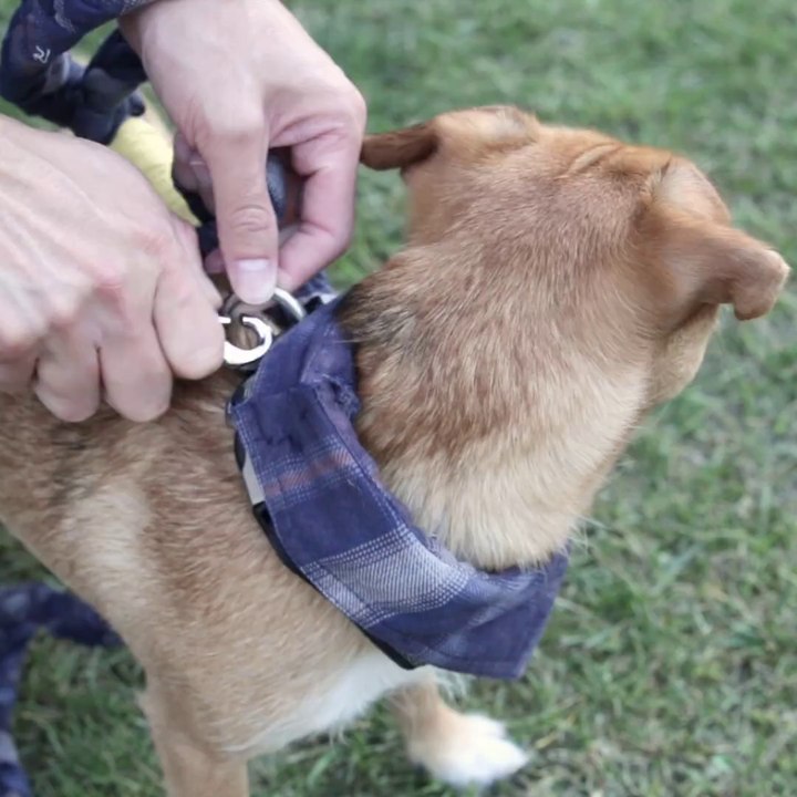 FACILE À FAIRE - Transformer une chemise en laisse pour chien