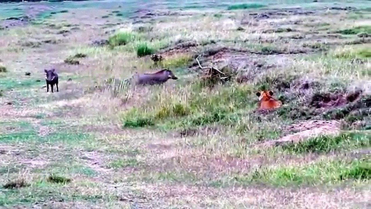 Two_Warthog_Wise_To_Confront_The_Lion_On_His_Way_Back