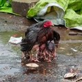 Mamãe galinha usa seu corpo para proteger seus bebês de chuvas fortes