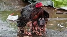 Mamãe galinha usa seu corpo para proteger seus bebês de chuvas fortes