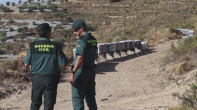 Roba 238 colmenas y mueren cuatro millones de abejas