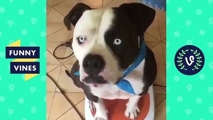 Try Not To Laugh Funniest Animal Compilation 2018 | Funny Pet Videos