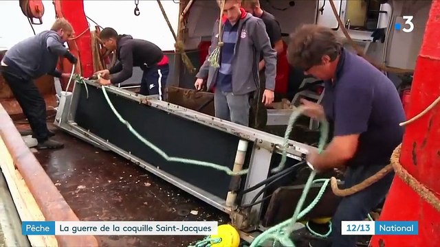 Pêche : la guerre de la coquille Saint-Jacques