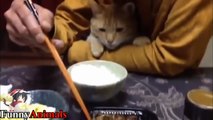 The Funniest and Most Humorous Cat Trying to Steal Fish - Funny Cats compilation