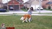 Funny St. Bernard Dogs Compilation 2017 - Funny Dog Videos