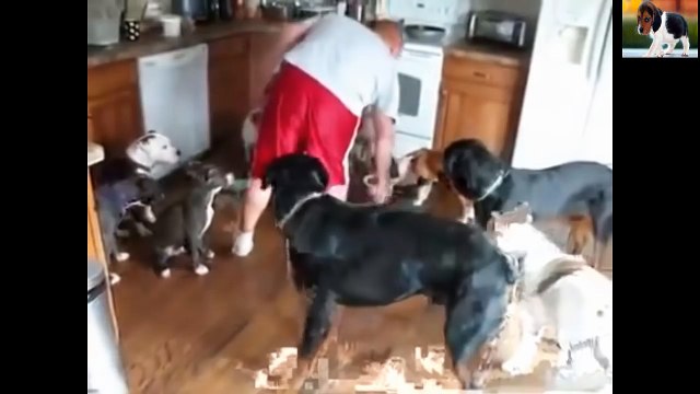 Funny Animals - Best Trained & Disciplined Dogs - Funny Dogs Videos Compilation 2016