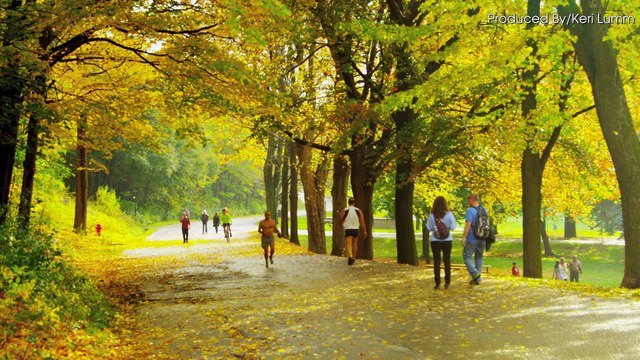 Halloween Costumes For Your Dog That Look Like Dinner