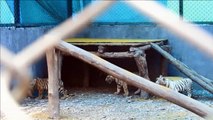 Bengal tiger cubs play in enclosure at India safari park