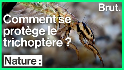 Comment les trichoptères se protègent-ils ?
