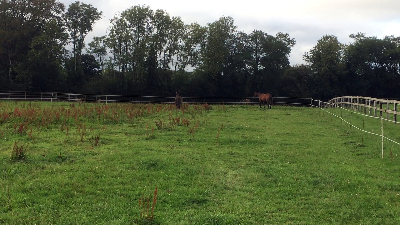 Pacific Sunrise & Fleur d'Amande