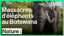 Le Botswana ne défend plus ses éléphants