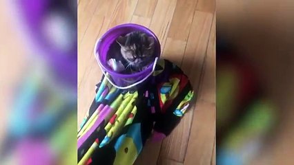 Funniest Pets - Animals of the Week Compilation May 2018 | Hilarious Try Not to Laugh Animals Fail