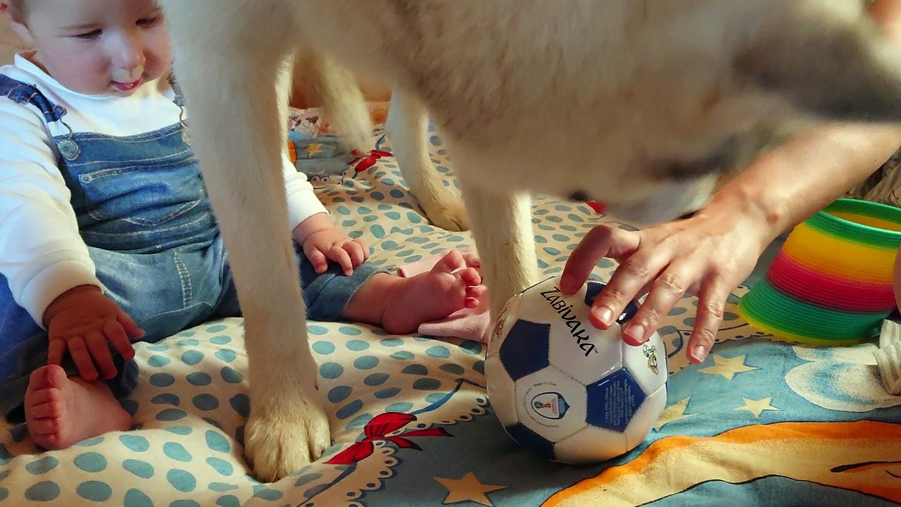 The baby and the husky are best friends.