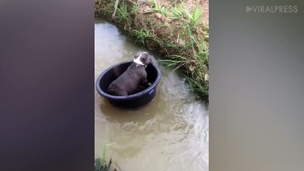 Bulldog Floating In Plastic Bowl