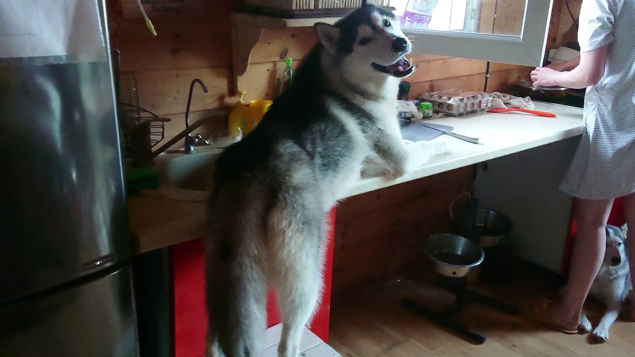 Husky grabs the table