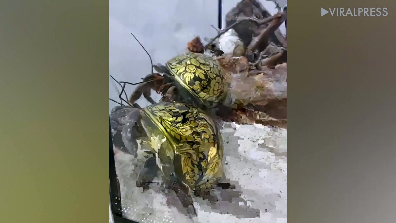 Hermit Crabs With Beautiful Painted Shells