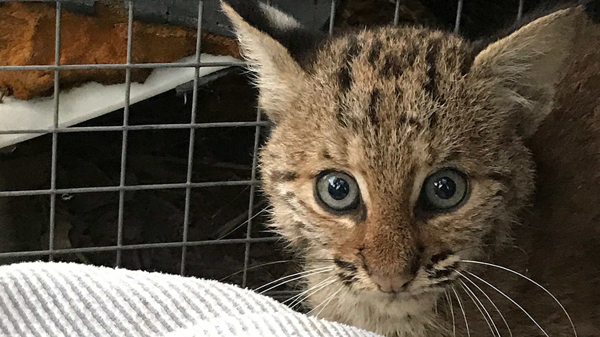 New Baby Bobcat