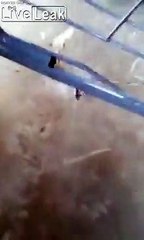 Black Widow catches a rat