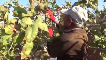 Siirt Fıstığında Yılın İlk Hasadı Başladı