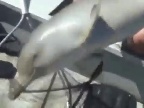 Ils sauvent un bébé dauphin coincé dans un sac plastique et regardez la joie de l'animal