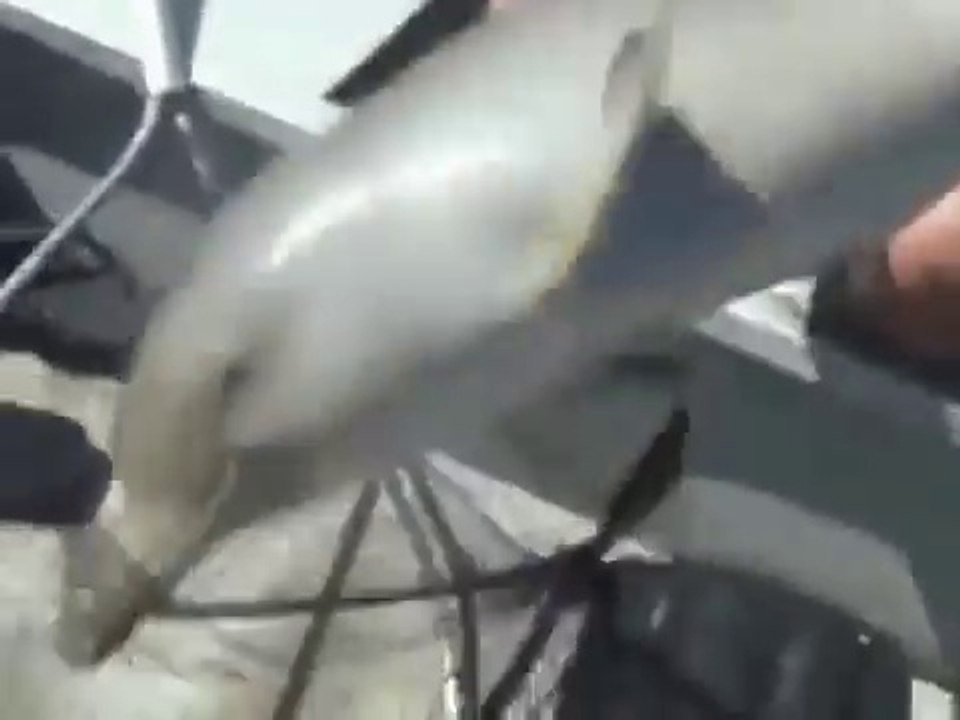 Ils sauvent un bébé dauphin coincé dans un sac plastique et  regardez la joie de l'animal